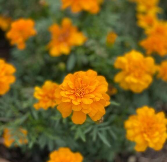 צימר Villa Walton