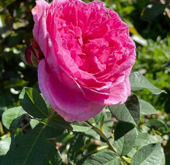 צימר Villa Walton