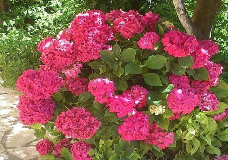 فندق Roda Pearl Resort