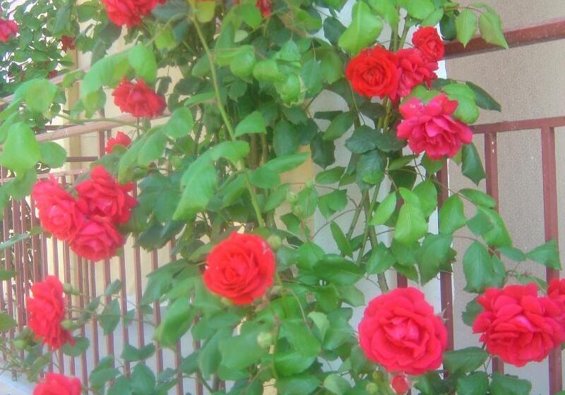 فندق Roda Pearl Resort