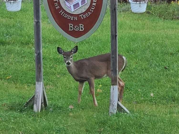 住宿加早餐 The Hidden Treasure Le Trésor Caché