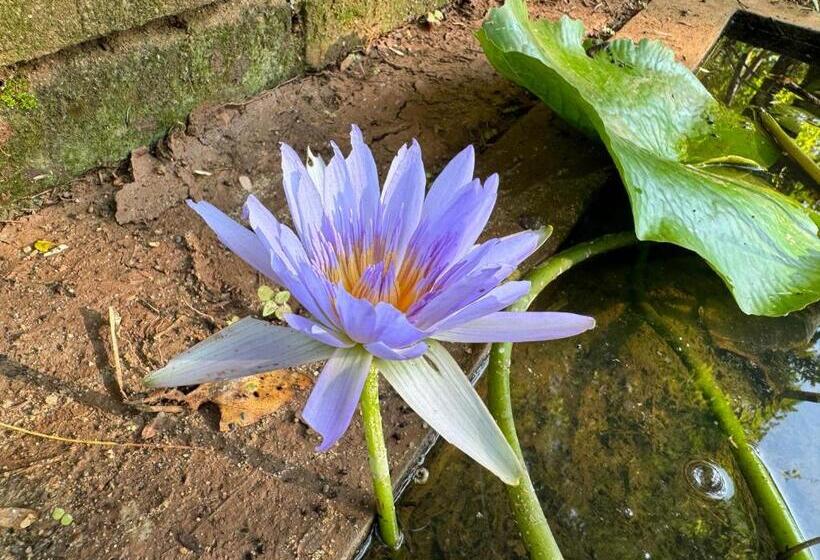 Отель Aswadduma