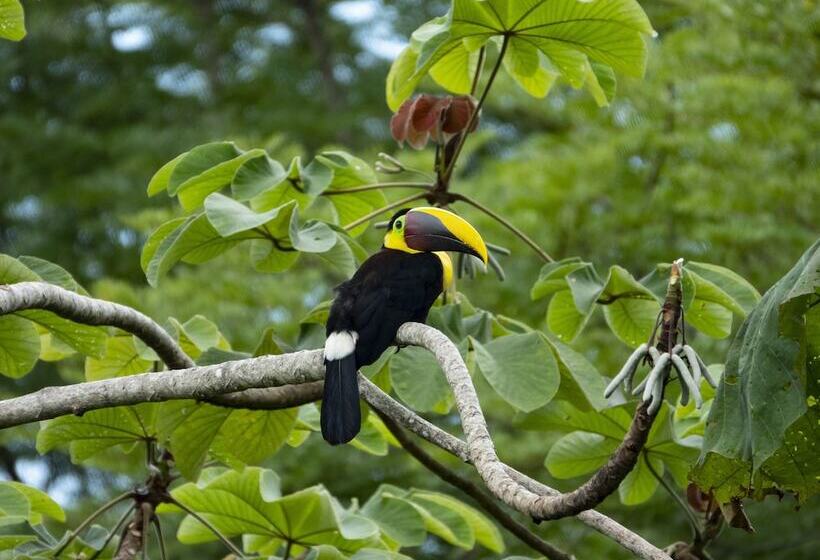 Cabinas Costa Tropicana