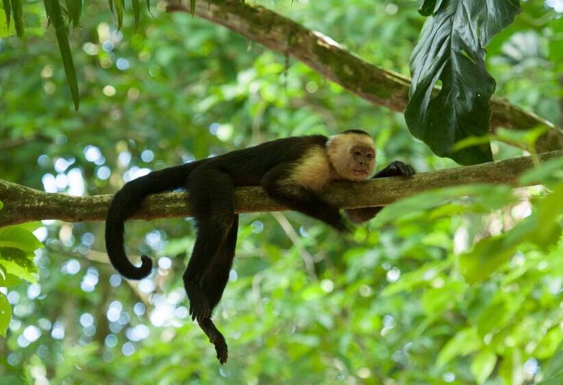 Cabinas Costa Tropicana