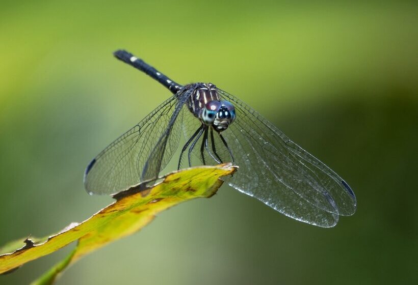 Cabinas Costa Tropicana