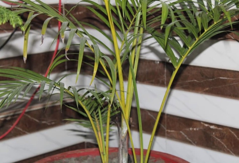 Отель Avexia Kanha Residency