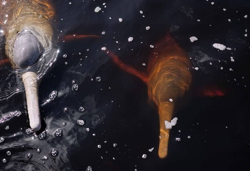 فندق Evolucao Ecolodge