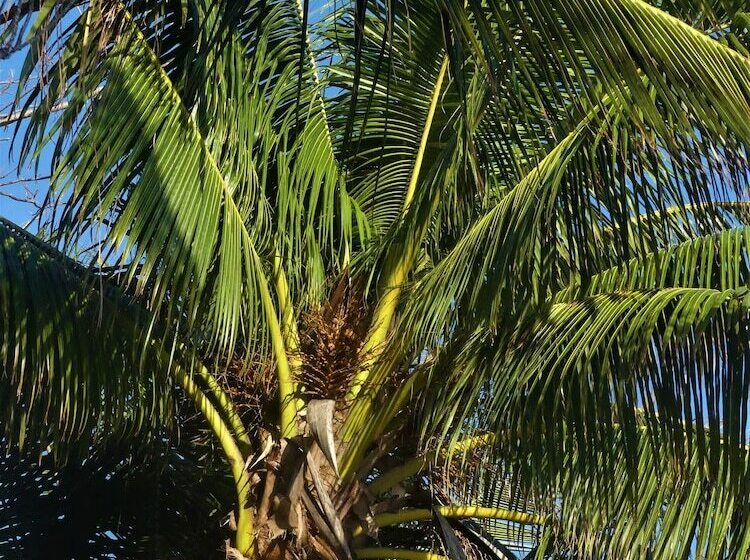 בית מלון כפרי Fumba Beach Lodge