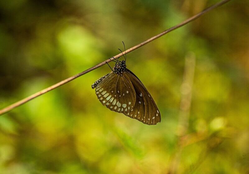 호텔 Leopard Reach Yala By Seven Angels