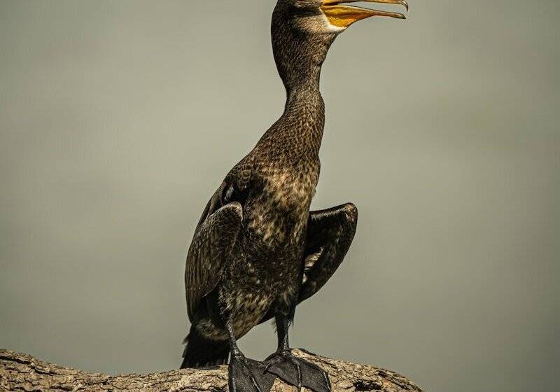 호텔 Leopard Reach Yala By Seven Angels