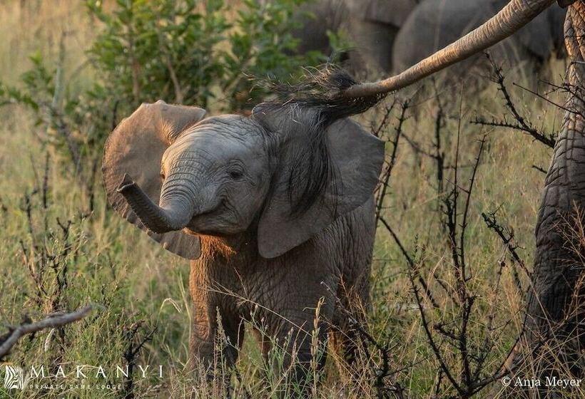 Отель Makanyi Private Game Lodge