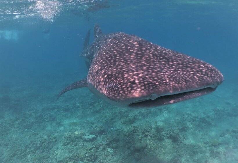 هتل Akasha Beach Maafushi