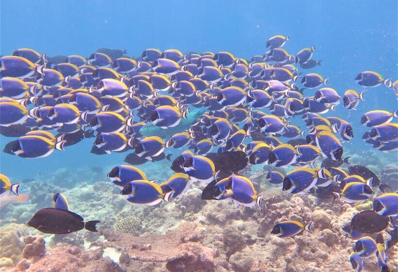 هتل Akasha Beach Maafushi