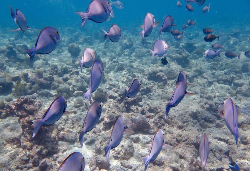 هتل Akasha Beach Maafushi