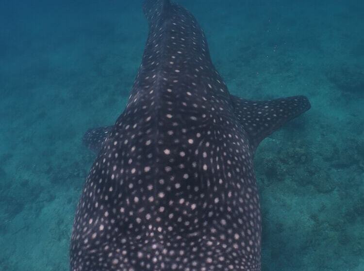 هتل Akasha Beach Maafushi