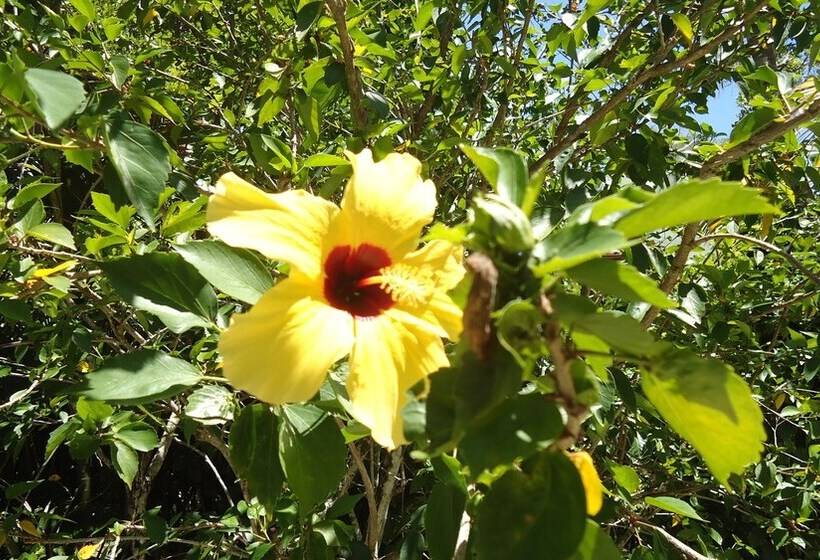 ホテル Pousada Sonhos De Praia Chalés