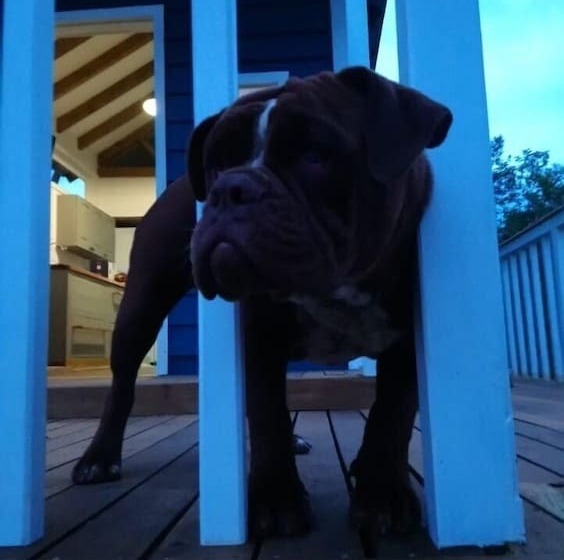 Tiny House Garden   Praia Grande   Sc