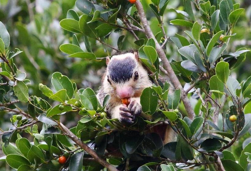 酒店 Hornbill Forest Habarana