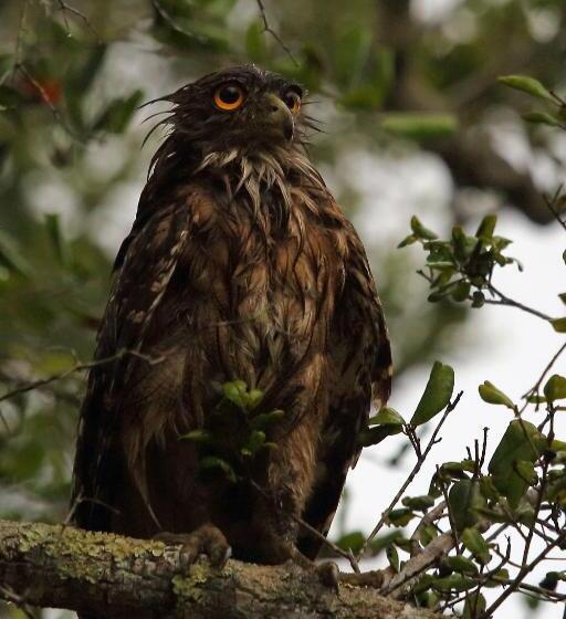 酒店 Hornbill Forest Habarana