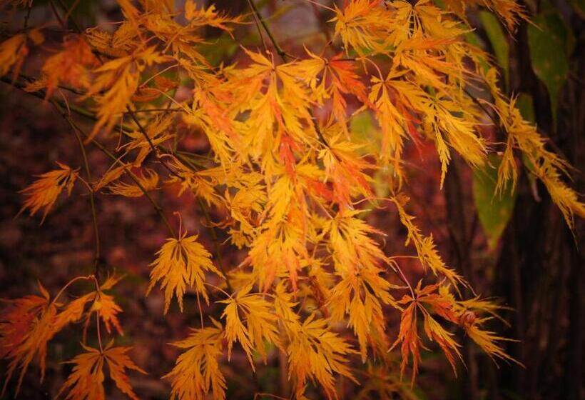 Yufuin Onsen Ryokan Hananomai