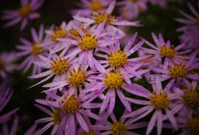 Yufuin Onsen Ryokan Hananomai