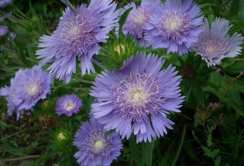 Yufuin Onsen Ryokan Hananomai
