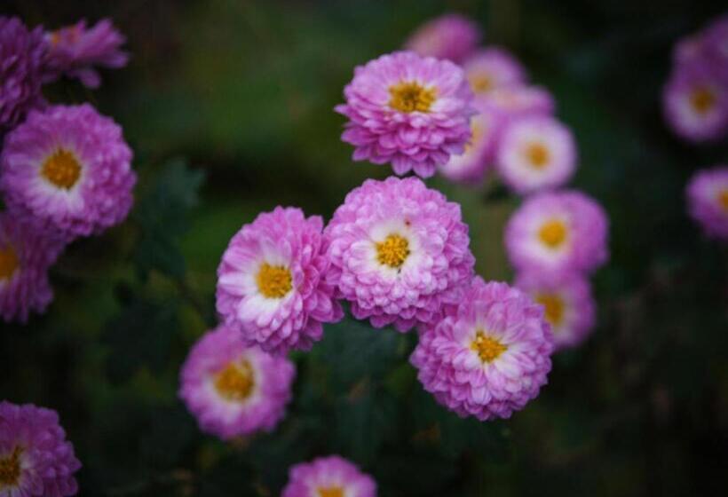 Yufuin Onsen Ryokan Hananomai