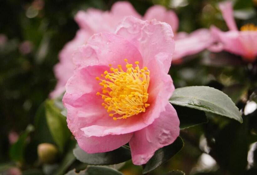 Yufuin Onsen Ryokan Hananomai