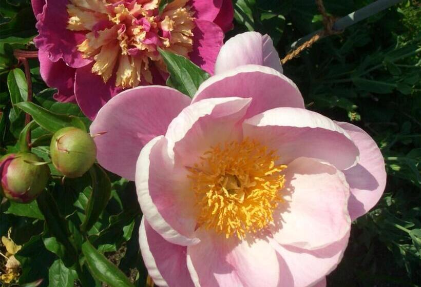 Yufuin Onsen Ryokan Hananomai