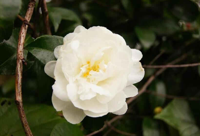 Yufuin Onsen Ryokan Hananomai