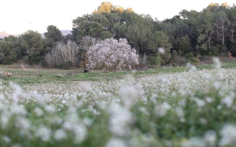 Отель Masia Can Rovira