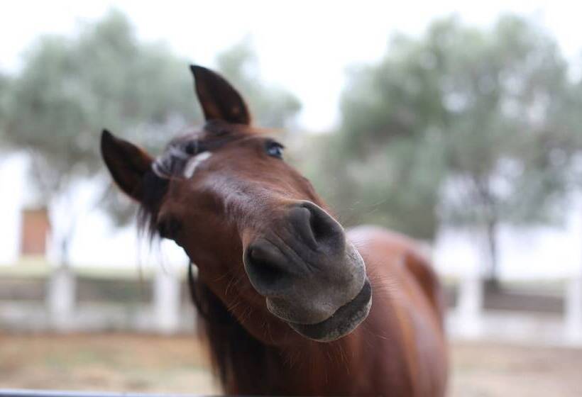 Отель Masia Can Rovira