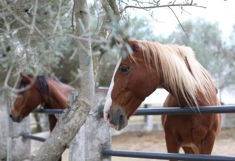 Отель Masia Can Rovira