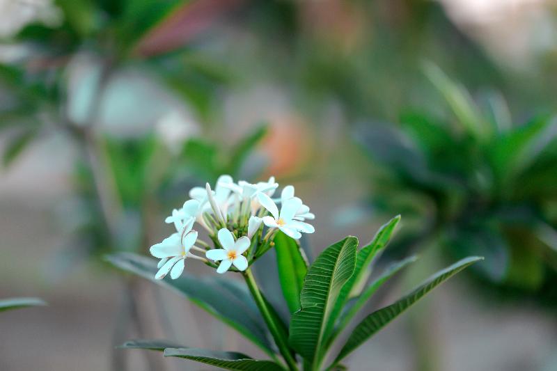 בית מלון כפרי The Restfo Pench Tiger Resort