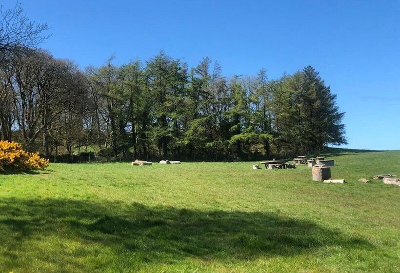 Elm   Bell Tent, Anglesey, North Wales