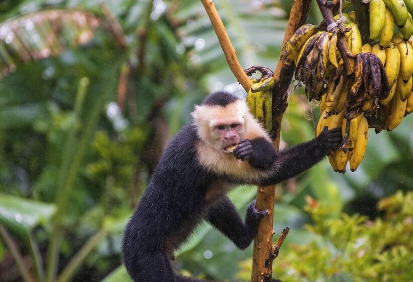 Aves De Tierras Altas