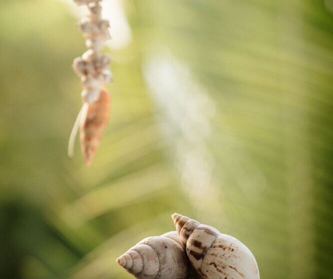 בית מלון כפרי Furaha Lodge