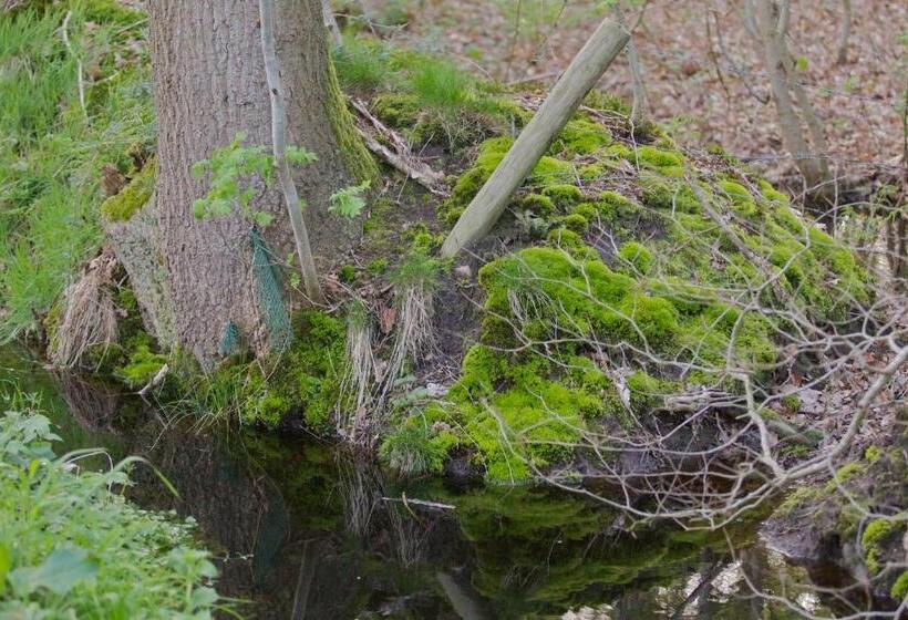 Bed and Breakfast Cuisinerie Mensinge With Dreams