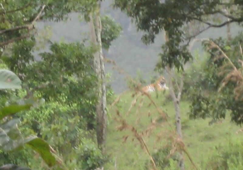 تختخواب و صبحانه Green Leaf Home Stay