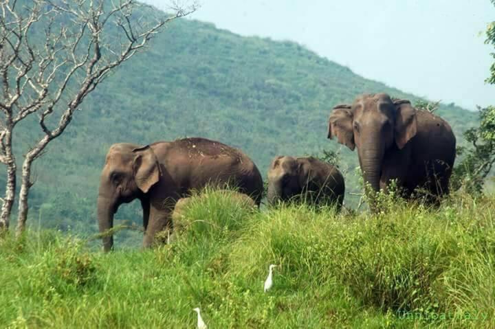 تختخواب و صبحانه Green Leaf Home Stay