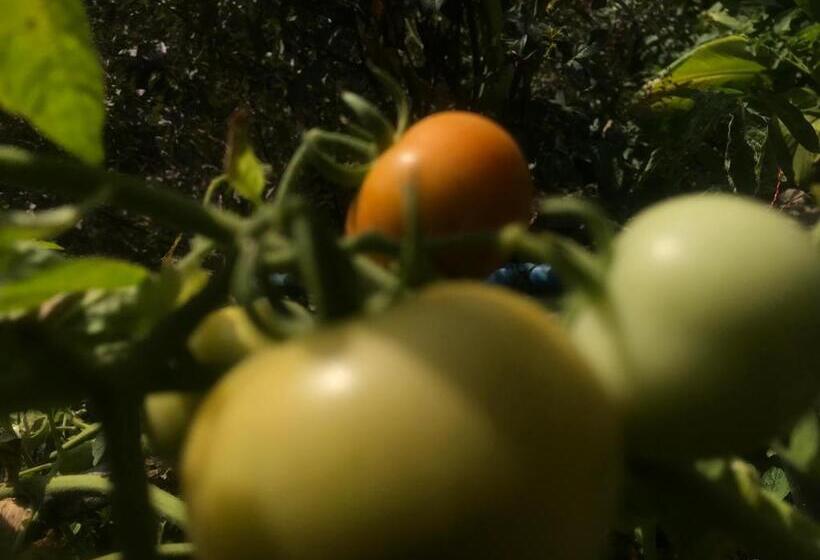 تختخواب و صبحانه Mulberry Homestay