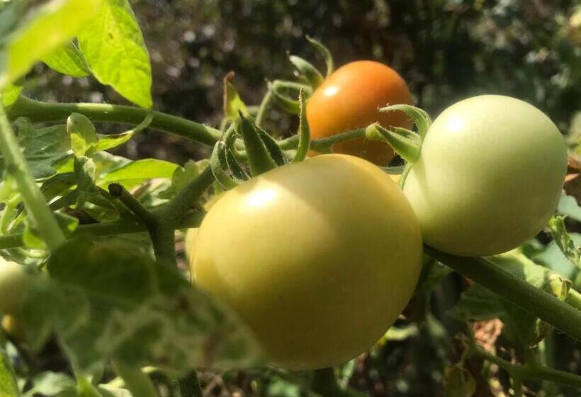 تختخواب و صبحانه Mulberry Homestay