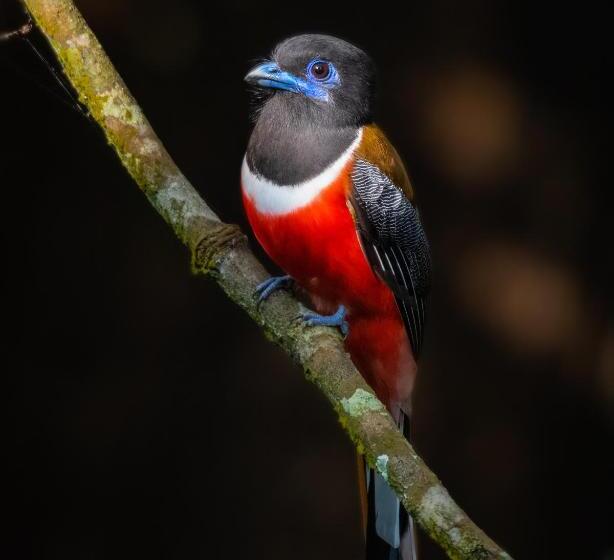 تختخواب و صبحانه Mulberry Homestay