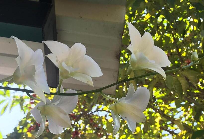 تختخواب و صبحانه Mulberry Homestay