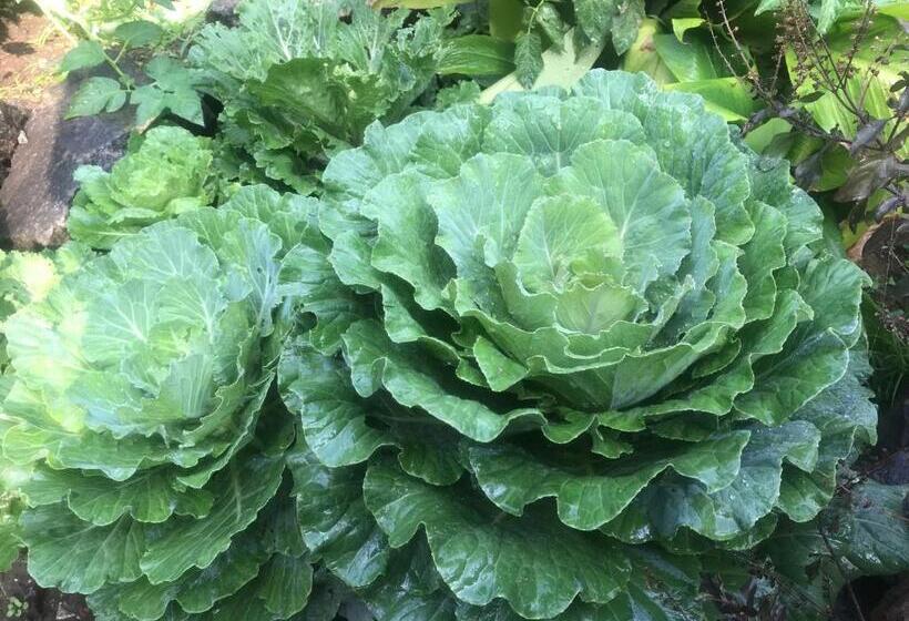 تختخواب و صبحانه Mulberry Homestay