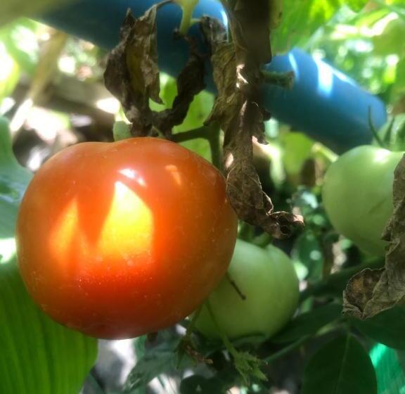 تختخواب و صبحانه Mulberry Homestay