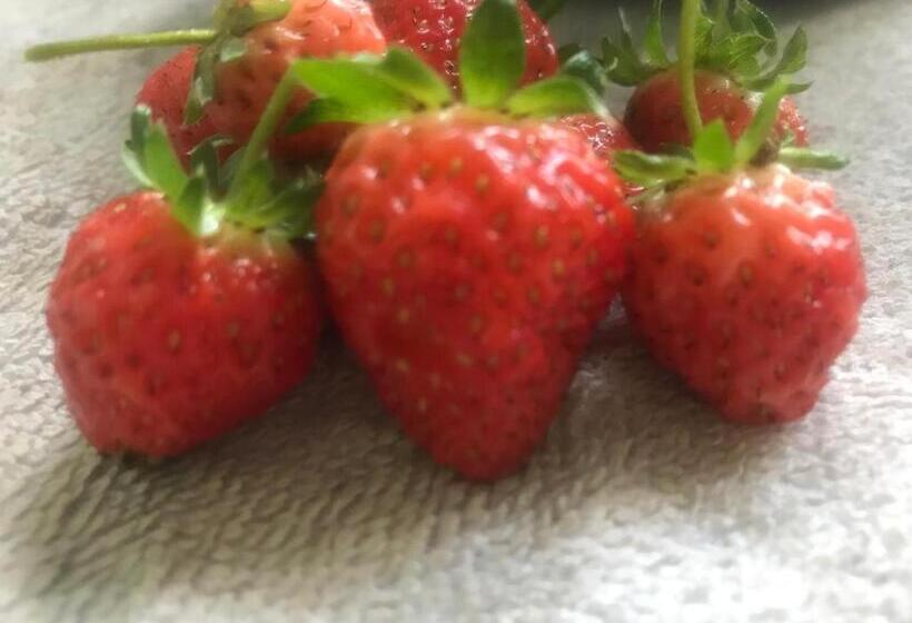 تختخواب و صبحانه Mulberry Homestay