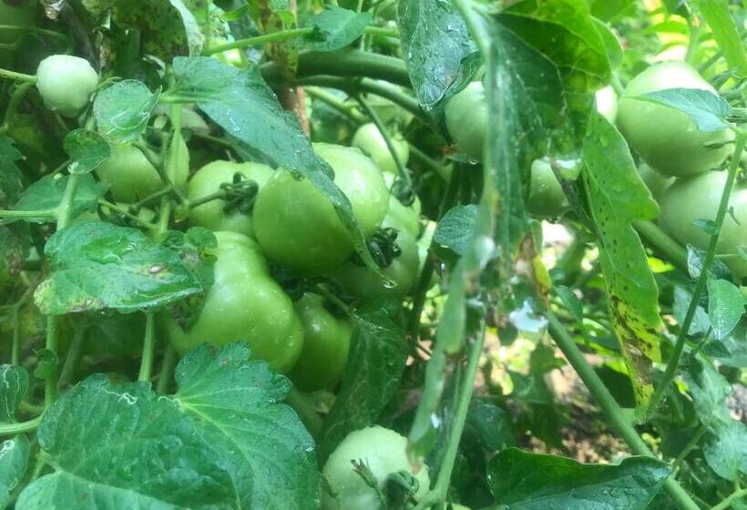 تختخواب و صبحانه Mulberry Homestay