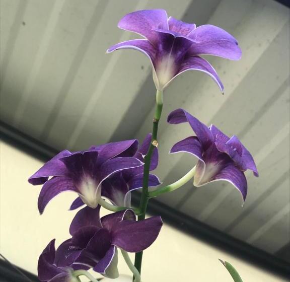 تختخواب و صبحانه Mulberry Homestay