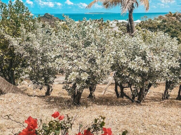 בית מלון כפרי La Plantation